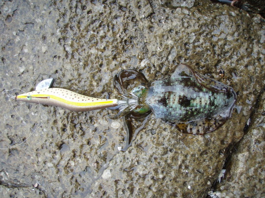 オレンジロスト後に来たのがこれ。即リリース。