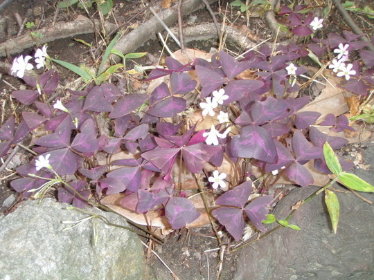 紫カタバミでしょうか。