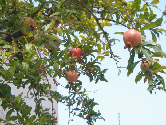ザクロの木が迎えてくれます