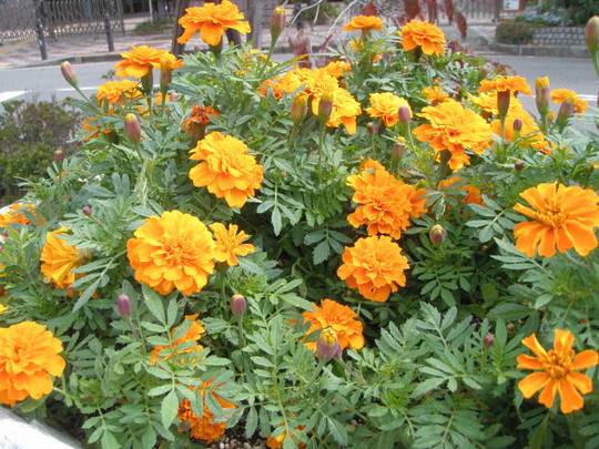 フレンチマリーゴールド