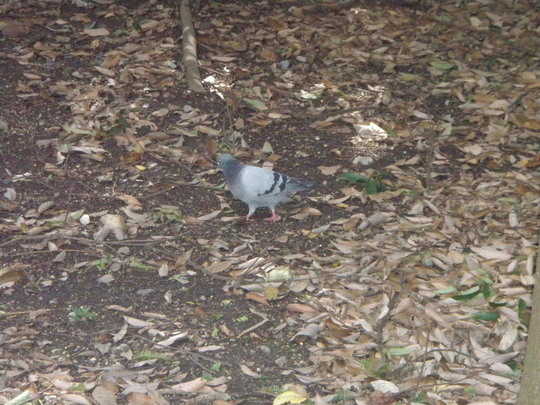 鳩が・・・自由に。
