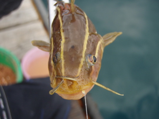 この魚何かわかります?