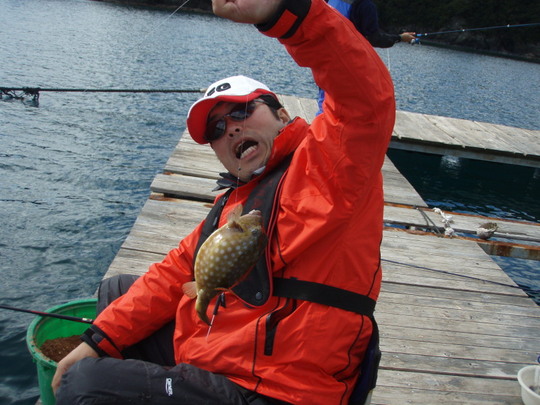 ハコフグ。おいしいらしいですよ。実はまだ食していません。