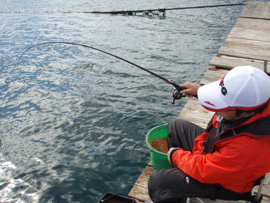 竿は頻繁に曲がりますが・・・。