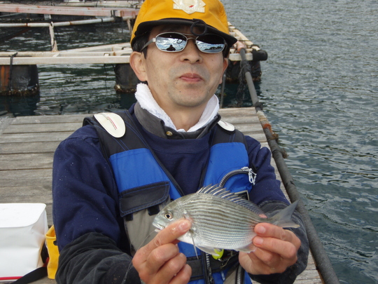 伊達さんにヘダイ