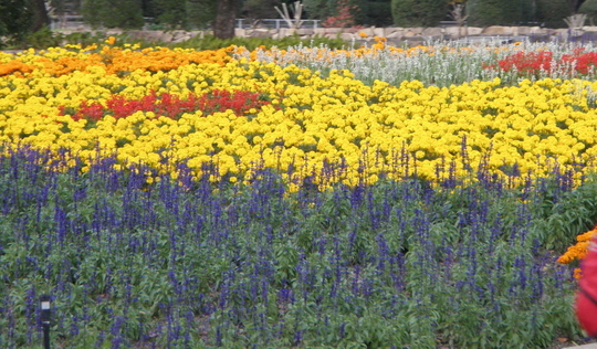 公園の花壇は年中色とりどりに