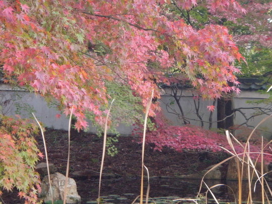 公園の紅葉も、もうすっかり