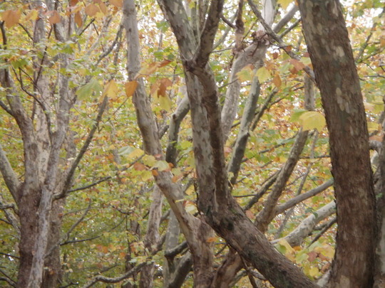 木立の中をトレイン(バスですが)は走ります。