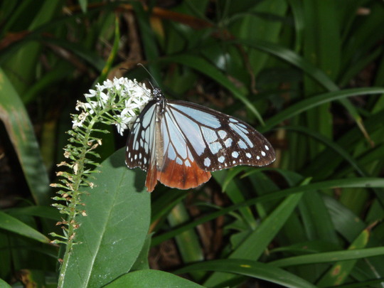 運よくカメラに収まった蝶