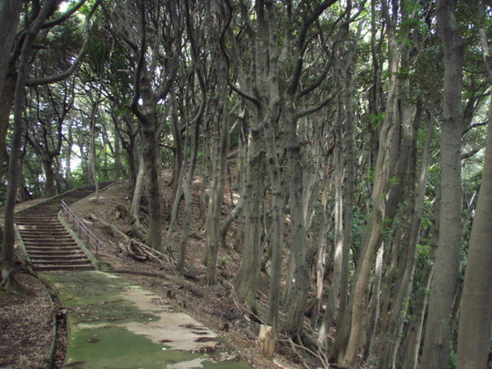 さらに林を歩いて展望台へ