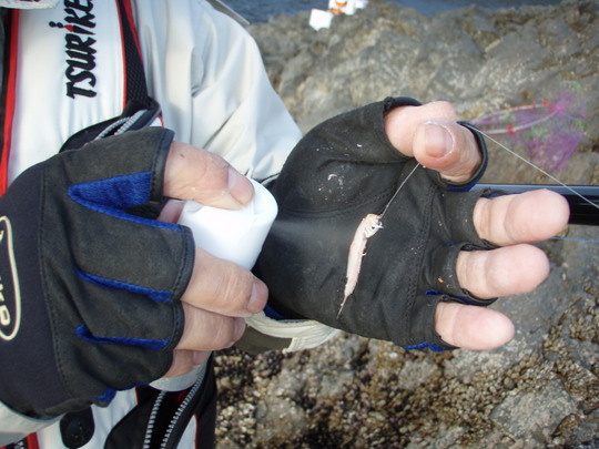 ¥Ü¥Ê¥¸¥§¥Ã¥È¤ÇÈ¿±þ¤ò¸«¤Þ¤¹¡£