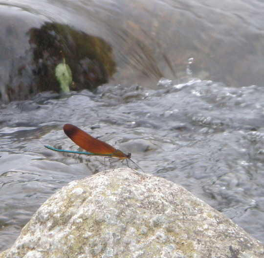 カミサンは川トンボをファインダに納める余裕があります