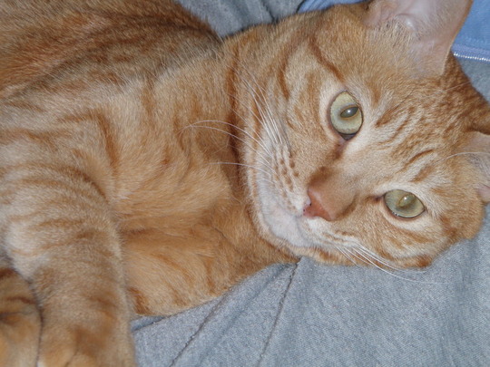 º£Ç¯¤Ï¥È¥éǯ¡£¤¦¤Á¤Îǡ֥ȥé¡×¤È¸À¤¤¤Þ¤¹