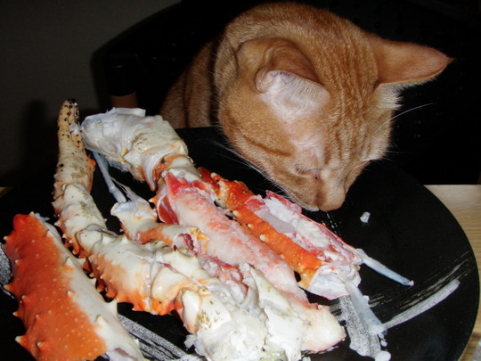 ¤ª¤ª¤¤¤¥¿¥é¥Ð¥¬¥Ë¤ò¤¢¤Æ¤Ë²¿¤â¤·¤Ê¤¤¸µÃ¶¤ò³Ú¤·¤ó¤Ç¤Þ¤¹¡£