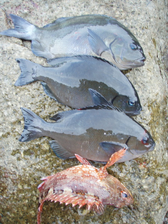 小さいですが楽しませていただきました。