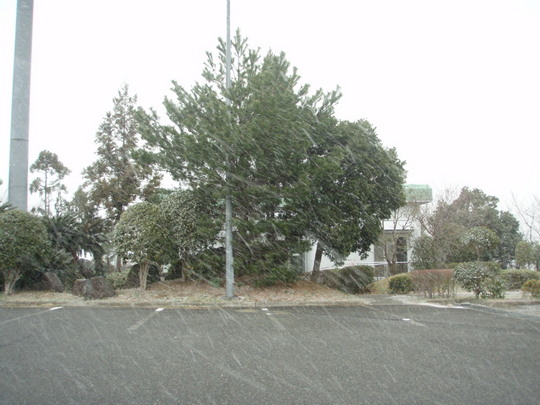 13日は大阪でも雪が降りました