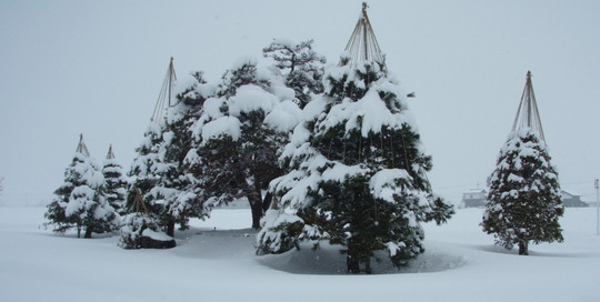 お客様の会社の庭も雪吊りをしていました