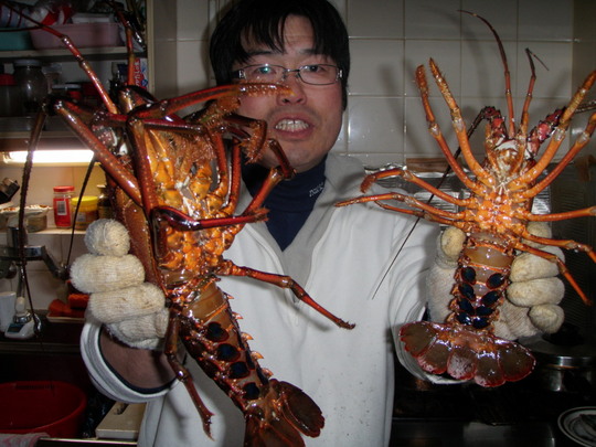 豪華!活、伊勢海老。