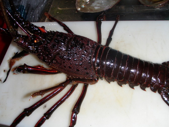 元気良すぎて勝手に歩いていきます。