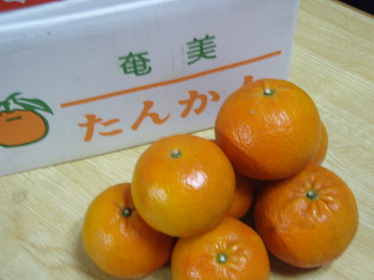 奄美たんかん。焼酎のあてに・・・んな、わけないです。