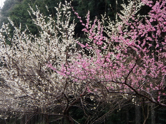 弥生、三月、梅の花