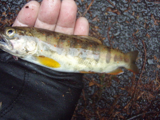 天然アマゴ・・・五月過ぎにはさらに大きくなるね。