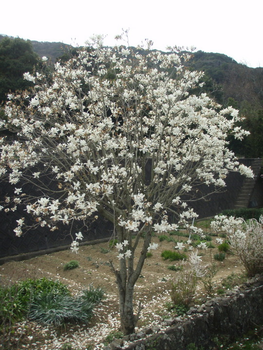 Çò¥â¥¯¥ì¥ó