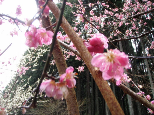 Çߤβ֤Ϥ⤦½ª¤ï¤ê¡£´Ö¤â¤Ê¤¯ºù¤¬Àè¤Û¤³¤í¤Ó¤Þ¤¹¡£°ÒÎϤ¢¤ë²èÁü¤ò»£¤ê¤Ë¹Ô¤¤¿¤¤¤Ç¤¹