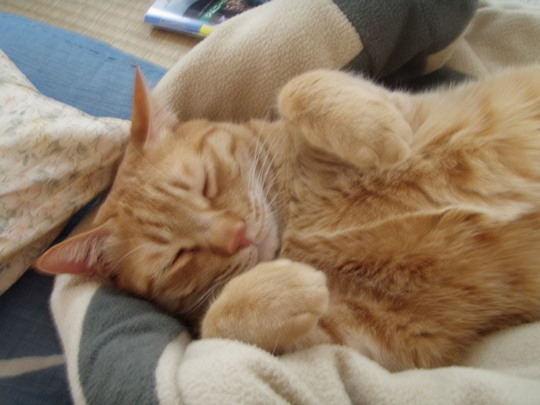 ¥È¥é¤Ï¿²¤Æ¤Ð¤Ã¤«¤ê¤Ç¤¤¤¤¤Ê¤¡¡£