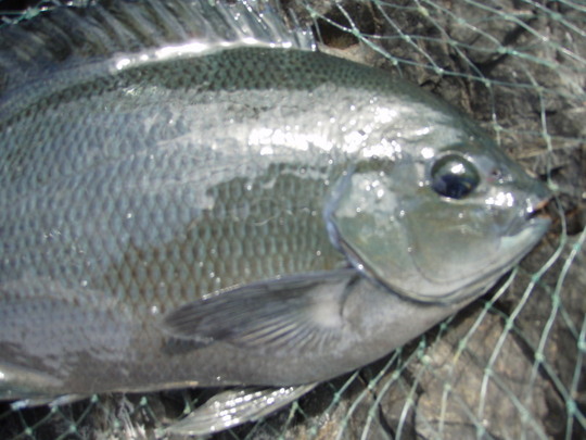 でも釣れた魚は冷たいのです・・・なんで?