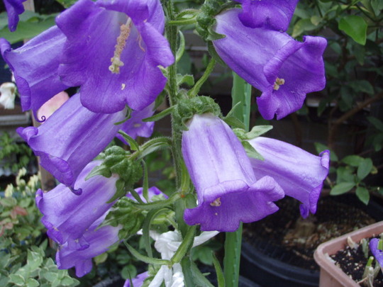 きれいな色ですね、なんて花なんでしょうね。風鈴草かもね。