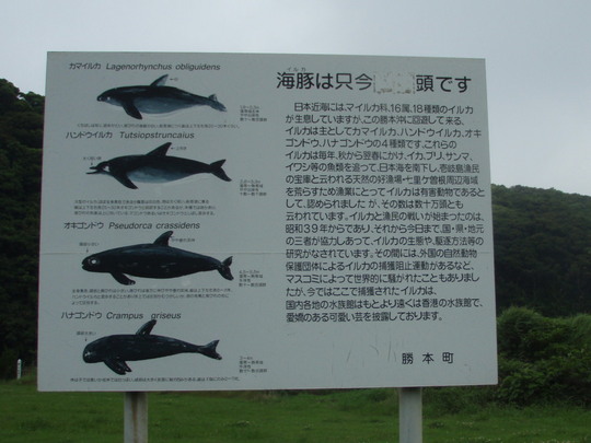 ここにいるイルカたち