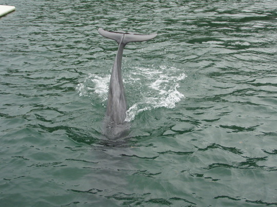 目の前まで来て尾びれを振ってくれました。