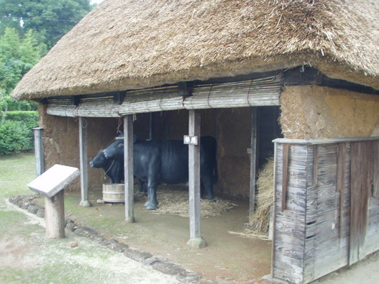 ウシノマヤです。