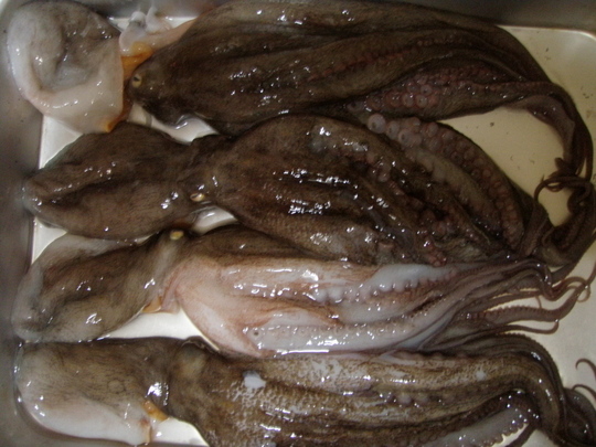 私の釣ったタコは型は小ぶりでした。