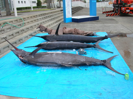 4番目の大きさでしたね