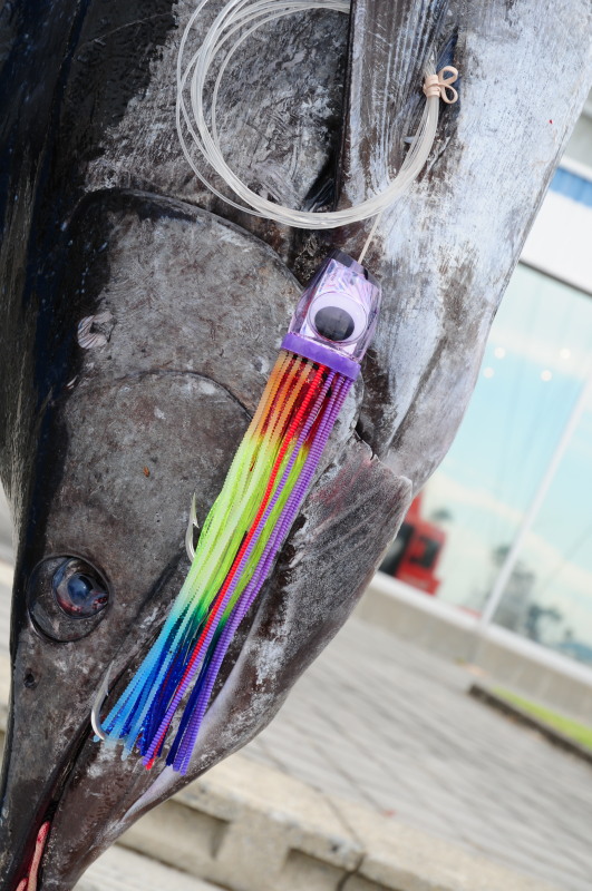 仕留めた時のタックル(Ib)が証拠として必要です。