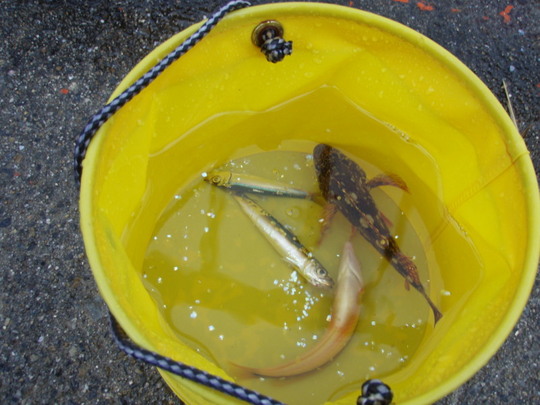 ¤³¤ì¤Ç¤â¤á¤Ã¤Á¤ã³Ú¤·¤¤¤Ç¤¹¤è