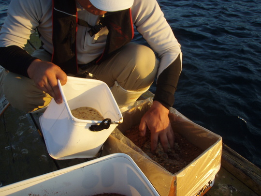 ¤µ¤Ê¤®¥ß¥ó¥Á¤òÍϤ«¤·¤Æ¥Ü¥Ê¥ß¥Ã¥¯¥¹¤Èº®¤¼¤Þ¤¹¡£¥«¥ß¥µ¥ó¤Ï¤³¤ì¤Ç¤µ¤Ê¤®ÄÁÌ£¤¬¤Ç¤¤¿¤È¸À¤Ã¤Æ¤Þ¤¹¡£