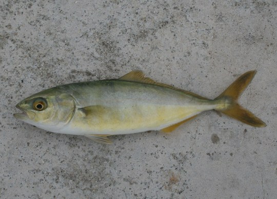 ¥µ¥Ó¥Äà¤ê¤Ç¡¢¤³¤ó¤Ê¥Ä¥Ð¥¹¤¬Äà¤ì¤Þ¤·¤¿