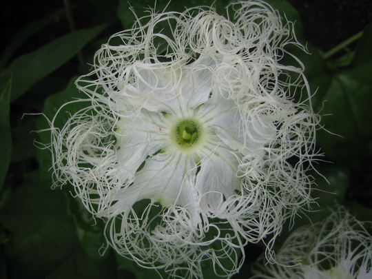 これが夜に開く烏瓜の花です