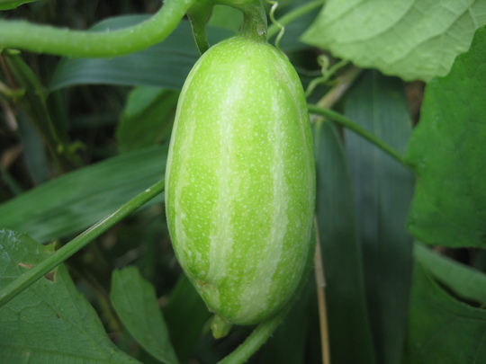 この実は秋になると鮮やかな朱色に染まります