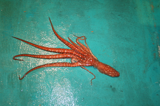 珍しいシマダコ。釣れたのではありません、網ですくなったものです