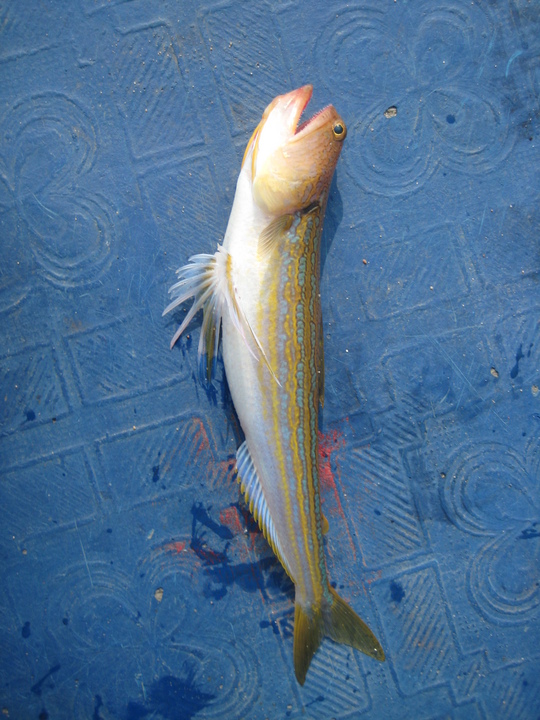 ¤³¤Î¥ª¥¥¨¥½¤¬¡¢¤É¤³¤Ø¹Ô¤Ã¤Æ¤â¼ÙËâ¤ò¤¹¤ë¤ó¤Ç¤¹