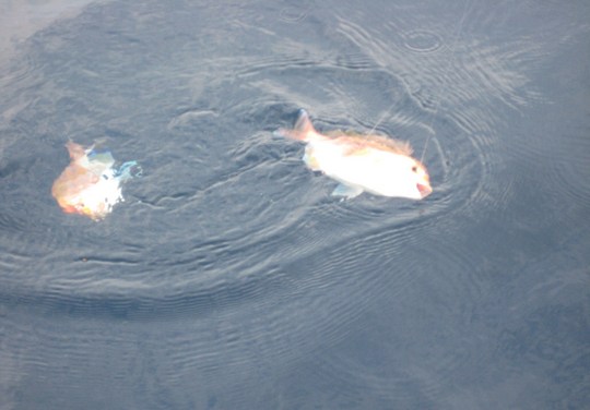 ¥ì¥ó¥³¥À¥¤¤¬¥À¥Ö¥ë¤Ç¿©¤Ã¤Æ¤Þ¤·¤¿