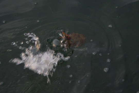 コウイカが怒っています