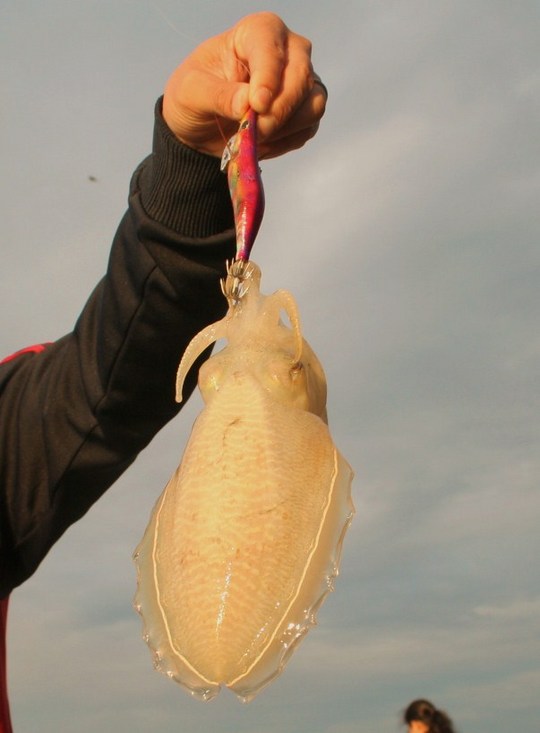 大量の墨を吐くので、別名はスミイカ