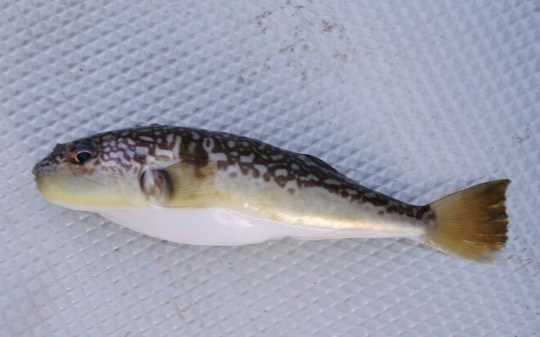 釣りあげた直後のショウサイフグです