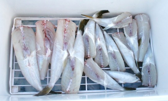 それが帰りにはこんな状態になっていました。フグ調理の免許を持つ船長がさばいてくれます