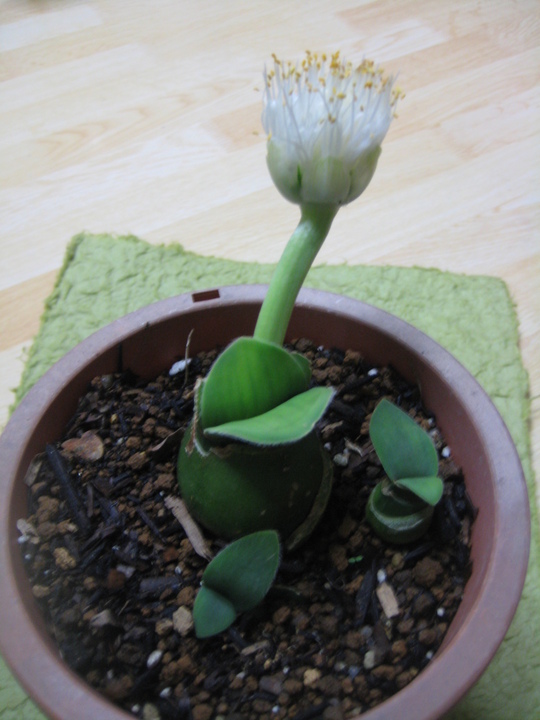 秋に開花するマユハケオモトの花。白くて清楚です